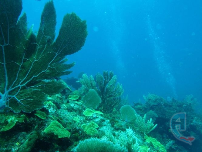 buceo en corales profundos